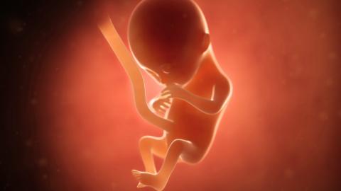  Bayi Anda seukuran buah alpukat yang mata dan telinganya telah berkembang, dan sekarang bayi dapat mendengar Anda dari dalam rahim.