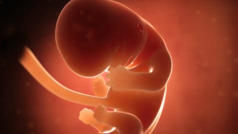 Pada usia 2 bulan bayi Anda seukuran mata raspberry, hidung, mulut, dan telinga tumbuh di luar.