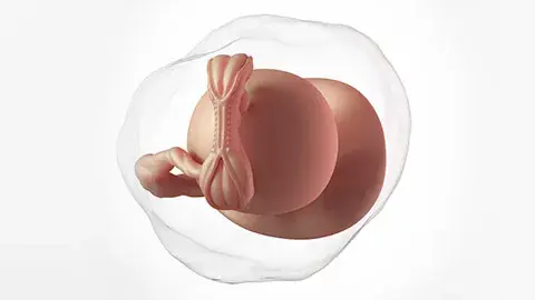 Perkembangan Janin di Minggu Ke-4