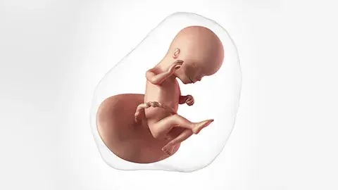 Perkembangan janin di minggu ke-16