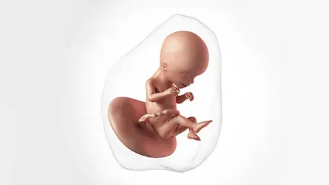 Perkembangan janin di minggu ke-17